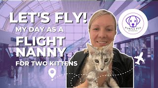 FLIGHT NANNY | Travel with me to deliver two maine coon kittens | Handling Flight Delays by PurplePup LLC 698 views 1 year ago 8 minutes, 30 seconds