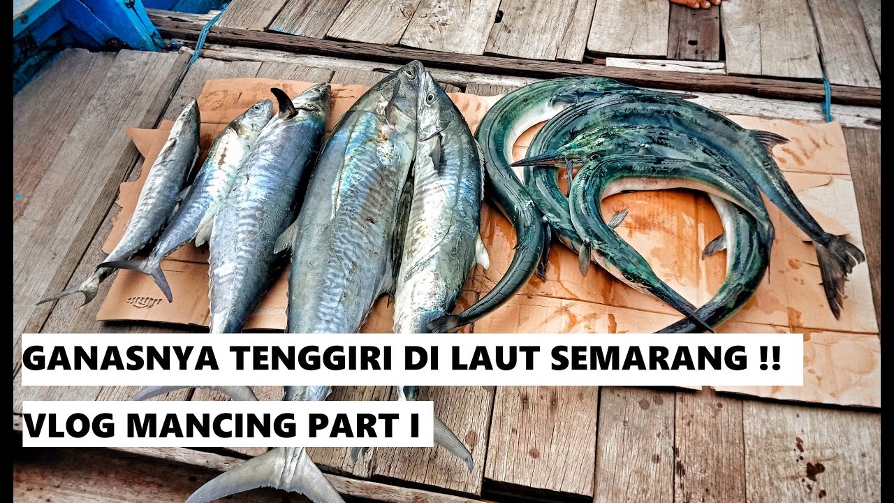 Mancing Pakai Umpan Ikan Hidup - Fishing With Live Bait