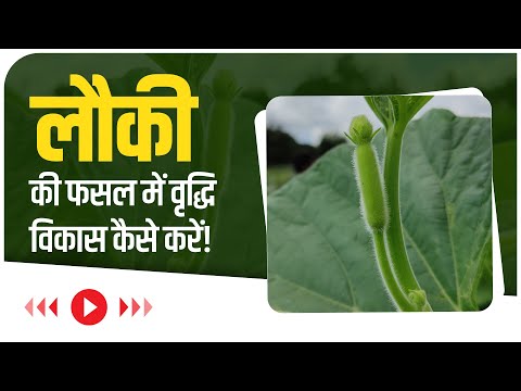 लौकी की फसल में वृद्धि विकास कैसे करें !  How to increase growth in Bottle gourd!  - लौकी की फसल में वृद्धि विकास कैसे करें !  How to increase growth in Bottle gourd! 