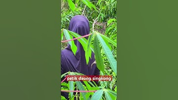 Petik daun singkong #petik #hidupdikebun  #shorts