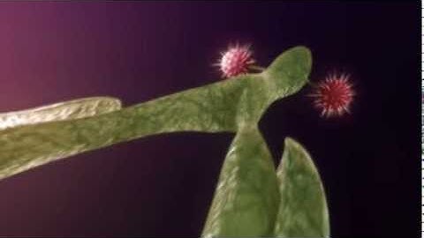 The Next Generation Pharmaceuticals - Antibody-drug Conjugates (ADCs)