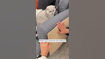 Protect your sofa from cat scratches!