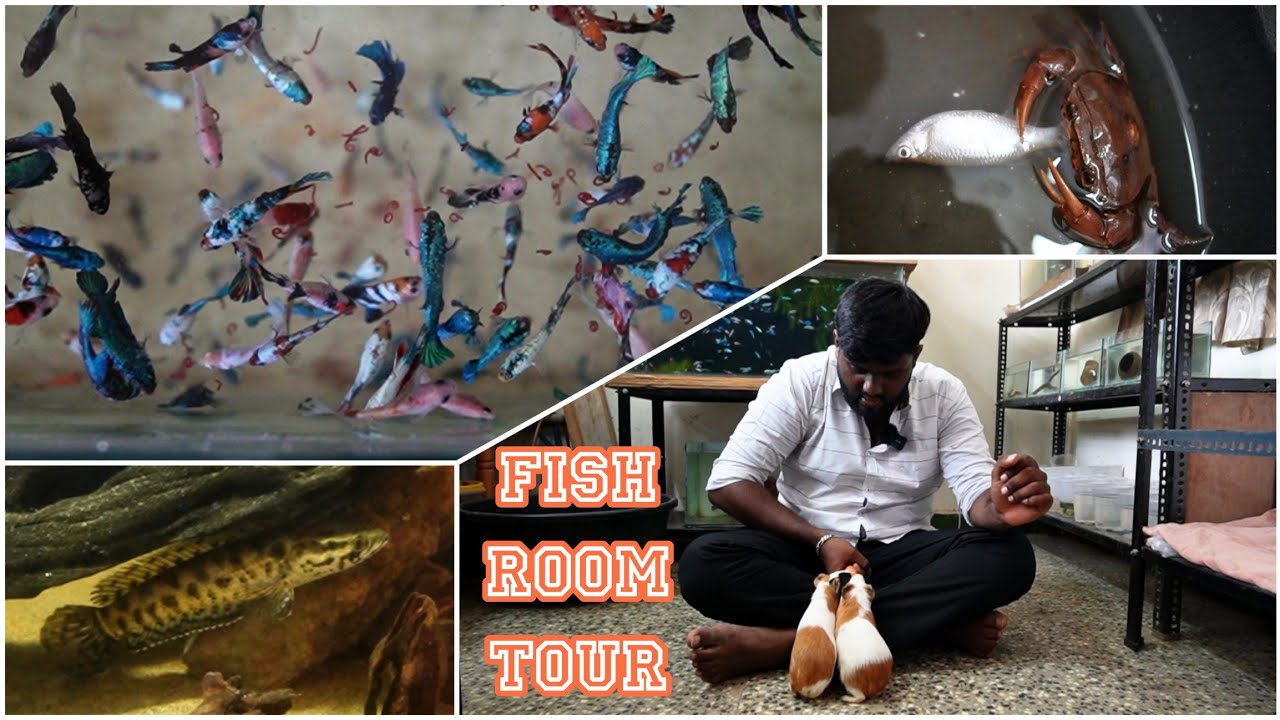 Fish room tour | native fishes | bettas fish | Abi fish room