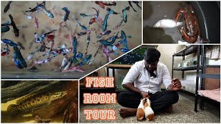 Fish room tour | native fishes | bettas fish | Abi fish room