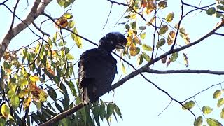 Amazonian Umbrellabird (Cephalopterus ornatus), Anambé-preto