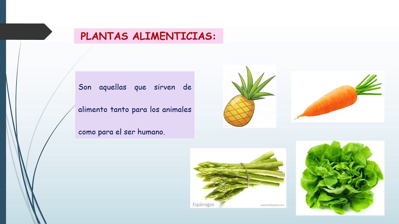 CLASIFICACIÓN DE LAS PLANTAS SEGÚN SU UTILIDAD - YouTube