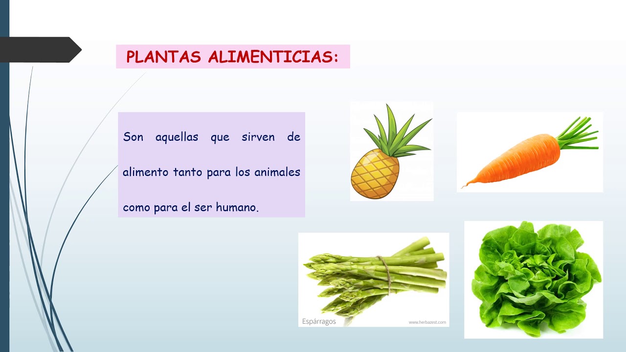 Las plantas de que se alimentan