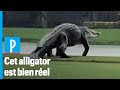 Alligator géant filmé en Floride : «Ce n’est ni un fake, ni exceptionnel»