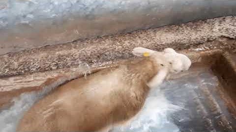 Kilmacolm Farm Tours - Dipping Sheep