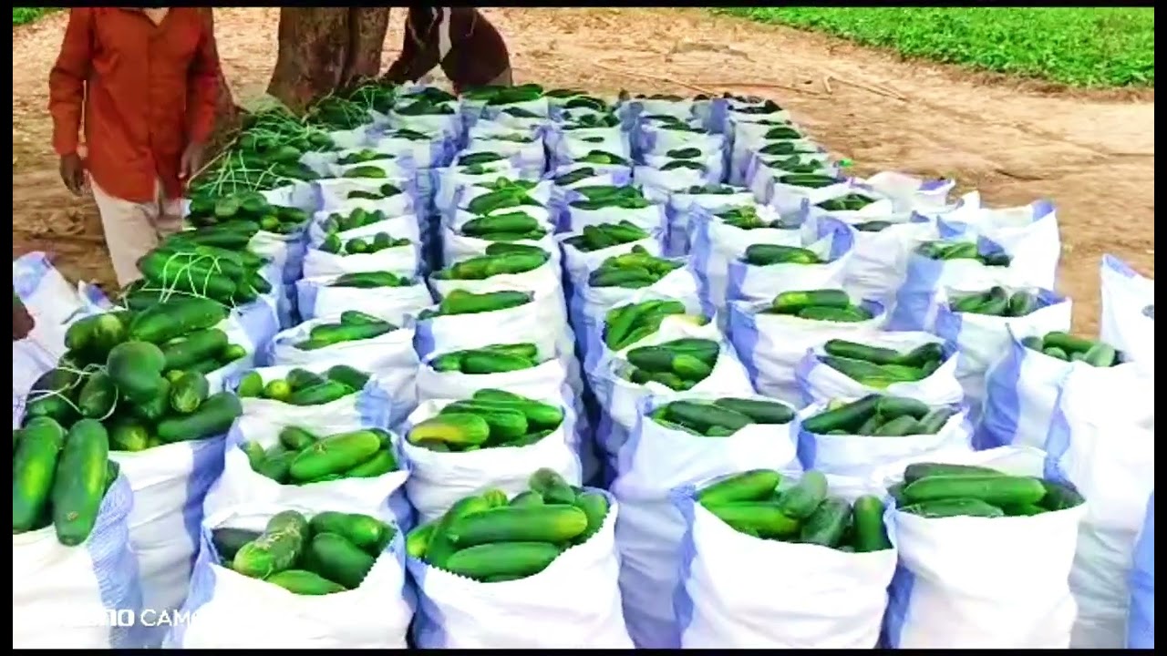 concombre récolte 16.01.2025 110 sac de 50 kg