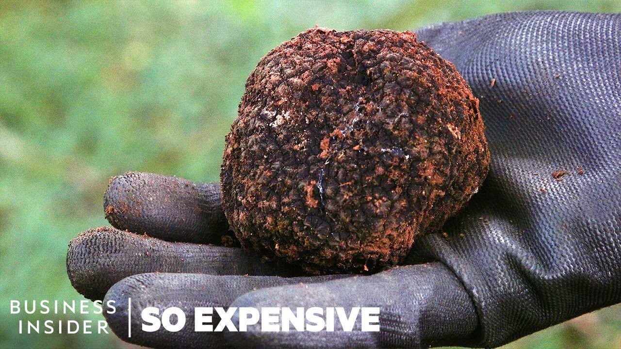 ⁣Why Real Truffles Are So Expensive | So Expensive