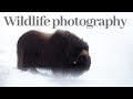 WILDLIFE PHOTOGRAPHY | Photographing muskoxen part 1