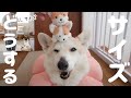 Tシャツのサイズ感についてお転婆コーギーと確認しました!【オリジナルグッズ】
