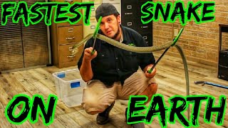 New Venomous Reptile Unboxing BLACK MAMBA!!!