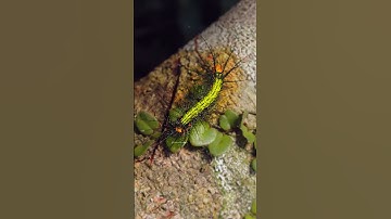 Moth caterpillar bright green with spines crawling #nature #wildlife #insect #caterpillar HA88667