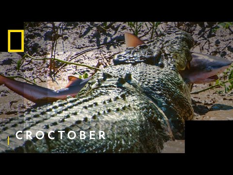 The Croc That Ate Jaws | Croctober | National Geographic WILD