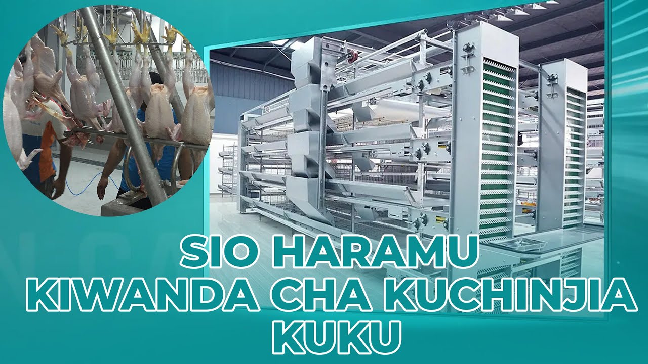 "MAMBO YA KUKAA NA KUCHINJA YA NINI KUNAVIWANDA KWA AJILI YA KAZI