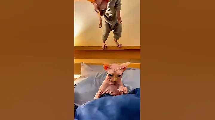 Video 11851231: sphynx cat, cat sleeping