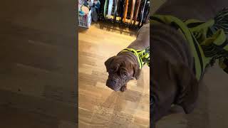Dogue de Bordeaux  - We are preparing ourselves for the last obstacle before Champions League.