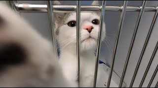 Greenfield animal shelter in need of volunteers