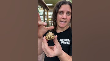 Adorable Little Leopard Tortoise!! 😍🐢