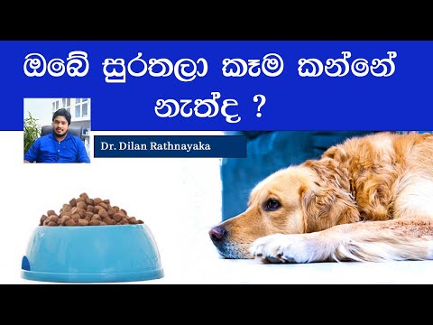 ඔබේ සුරතලා කෑම කන්නේ නැත්ද ? ඒ අසනීපයක් නිසාම නෙවෙයි. /Why does my pet refeuse foods