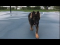 6 month old German Shepherd "Rocky"/German Shepherd Trainers/best dog trainer orlando