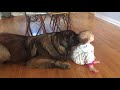 Baby vs Leonberger | Leonberger playing with a baby