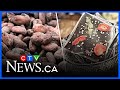 Kitchener, Ont. bakery cuts production due to cocoa prices