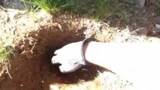 Landscape Pro Tips: Planting among tree roots