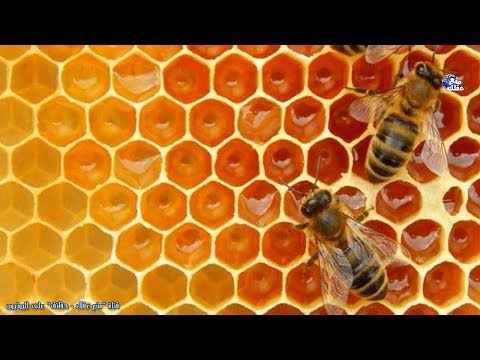 فيديو: حقائق غريبة عن العسل