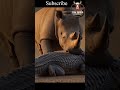 Crocodile, Giraffe, vs Rhino.