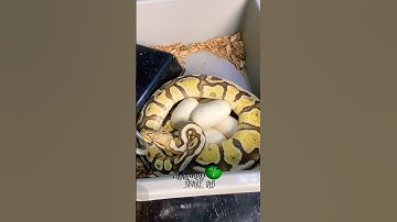 Another clutch of #eggs! #molinarosnakelab #ballpython #shorts #ballpythonbreeding #python #diy #egg