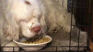 Clumber Spaniels Eating Breakfast