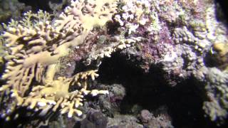 gabel rosas nocne maj 2015