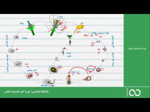 فيديو: نبتة الأرض المشتركة