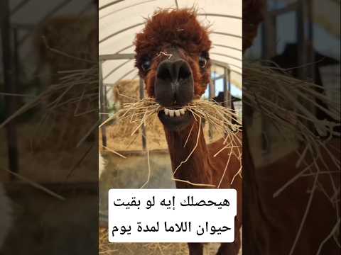 هيحصلك إيه لو بقيت حيوان الاما يوم واحد معلومات اكسبلور   معلومات غريبة 