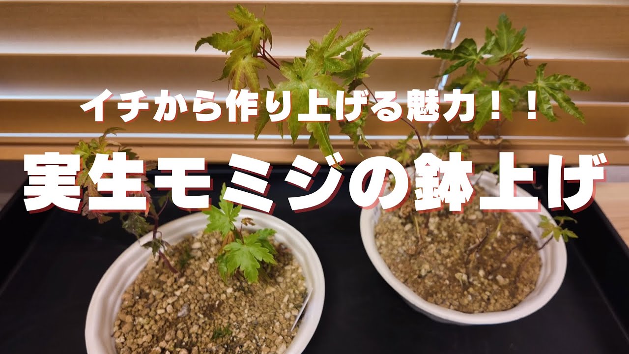 盆栽】イチから作り上げる魅力！モミジの実生床からの鉢上げ