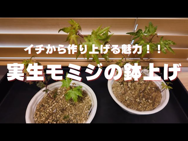 盆栽】イチから作り上げる魅力！モミジの実生床からの鉢上げ - YouTube