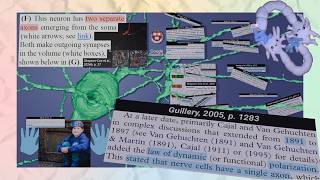 This Neuron Shouldn't Exist