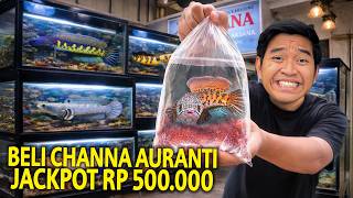 BELI CHANNA AURANTI JACKPOT RP 500.00! KITA MULAI KOLEKSI CHANNA LAGI GUYS DI STUDIO BARU AKU!