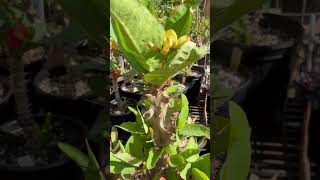 Copa Fresca! ❤️🥰 #flores #home #plantas #inspiration #coronasdecristo #flowers #garden #motivation