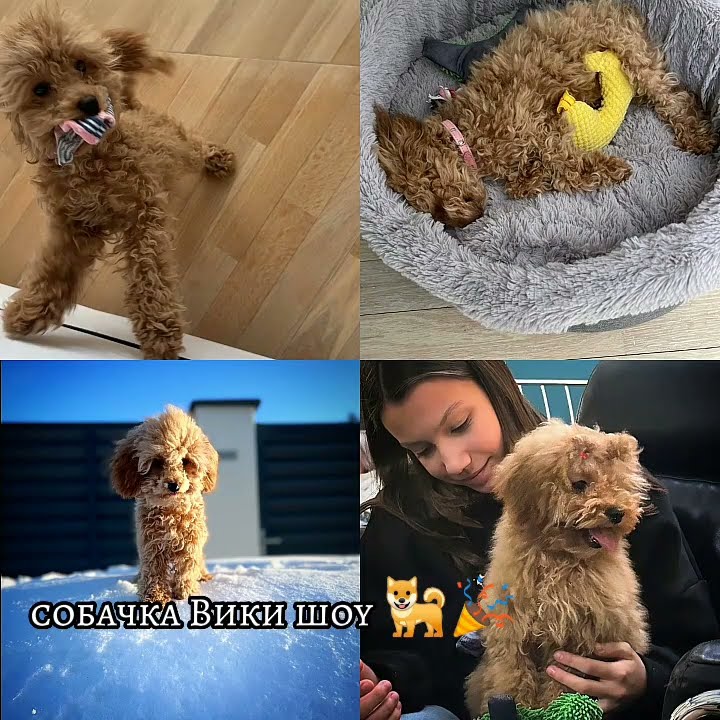 собачка вики шоу её завут Милка 🎉🐕 ️ - YouTube