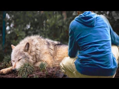 Video: Hoe Om 'n Wolfhond Groot Te Maak