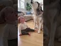 Husky and Baby Share a Funny Howling Moment#viral #shortvideos #dog
