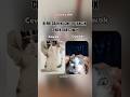 Beda tangan #fypシ゚viral #shortsfeed #shortvideo #kucinglucu #kucing #funny