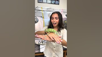 What can chameleon tongues teach us about space exploration?