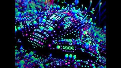 Trippy Frog Remix 2019 TAS VISUALS