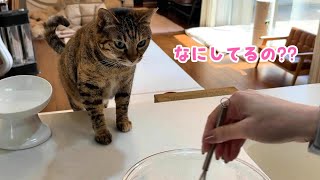 おうちで猫カフェすると最高に幸せでした　855話