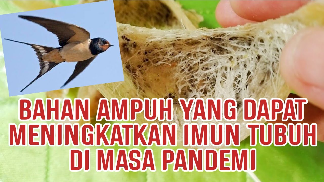 CARA MENGOLAH SARANG BURUNG WALET DENGAN BENAR CARA MENGOLAH SARANG BURUNG WALET DENGAN BENAR
